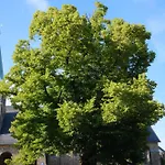 Alte Linde Butgenbach