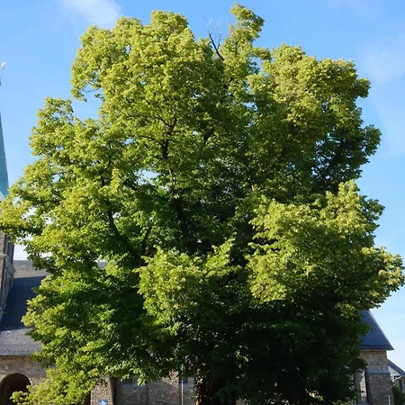 Alte Linde Butgenbach